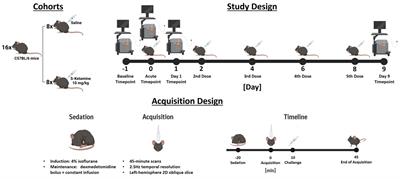 Functional ultrasound detects frequency-specific acute and delayed S-ketamine effects in the healthy mouse brain